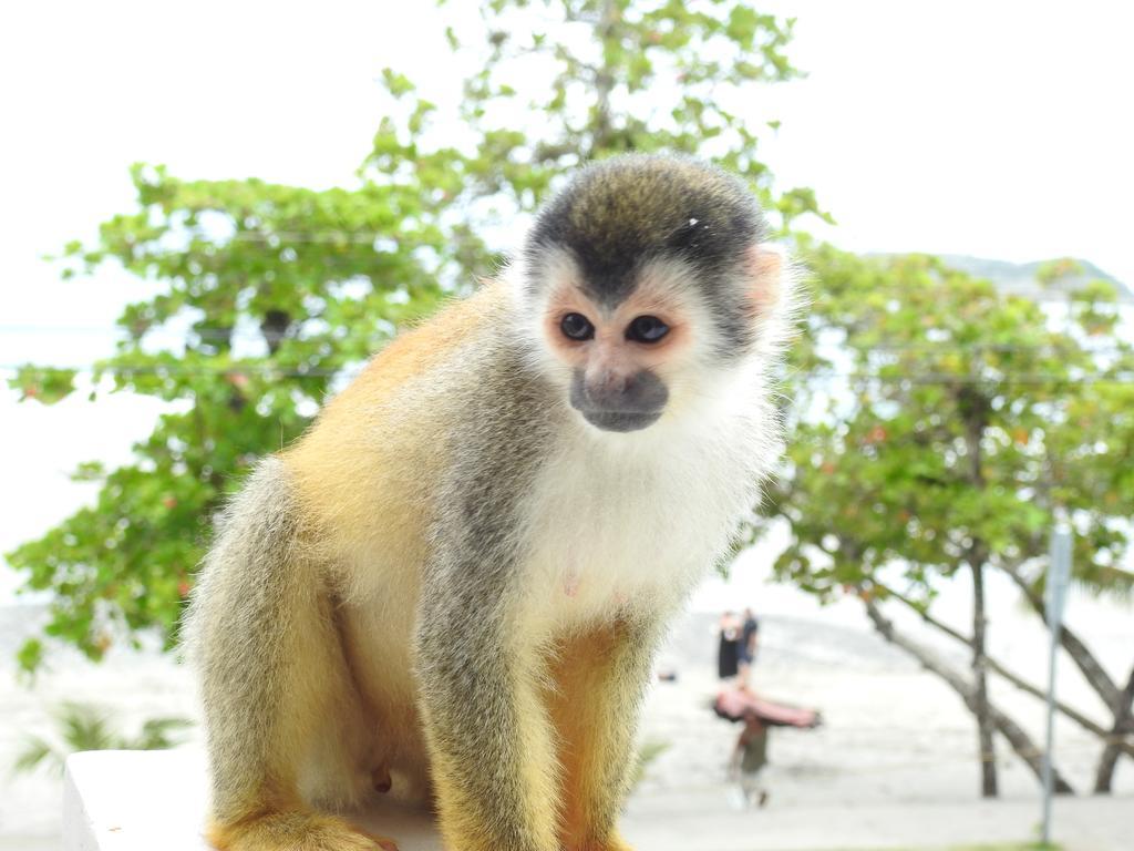 The Elephant Castle Beach Front Penthouse Manuel Antonio Esterno foto